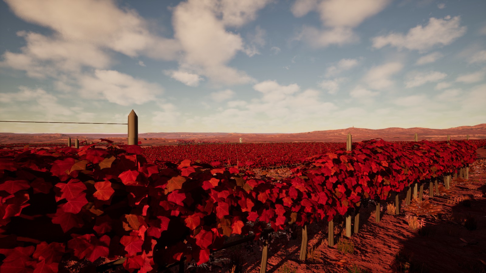 Rows of crimson bloodvine in a development landscape under a wide evening sky